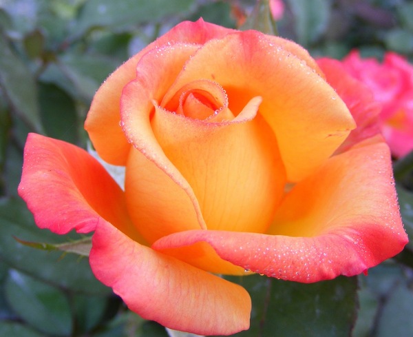 Two tone rose tree?