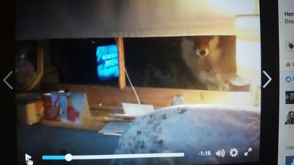 To help a mangy scrap of fox?
