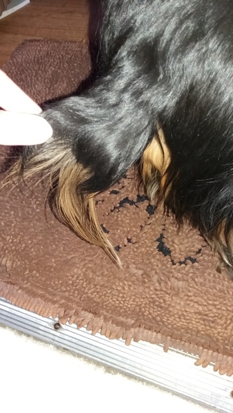 Tell Bought By Many Pet Insurance about your pets’ biggest mishaps - £300 voucher to be won NOW CLOSED