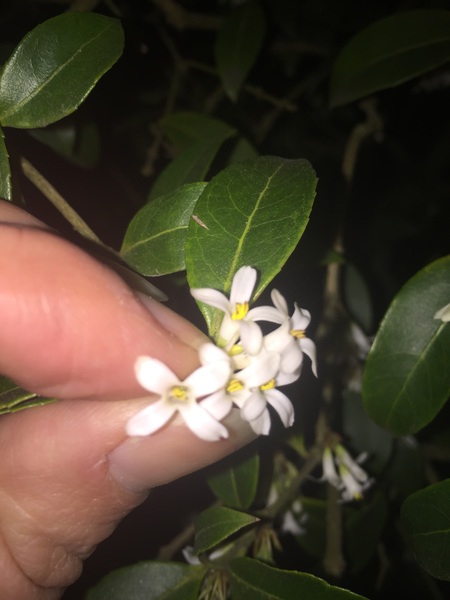 Sweet smelling garden