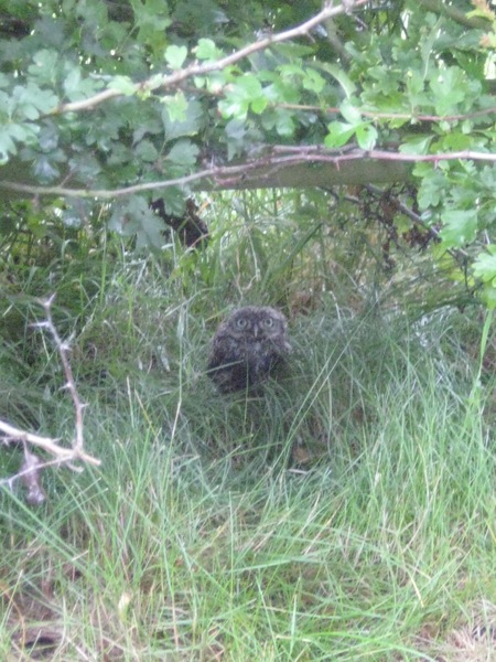 To say hello to a blackbird every evening and feel lovely about it