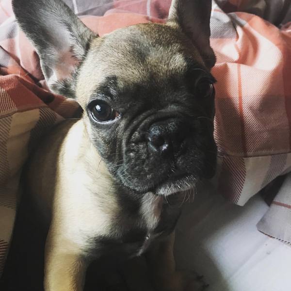 Does anyone fancy a 'puppy survival' thread?
