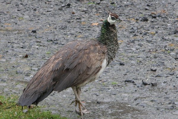 Peacock