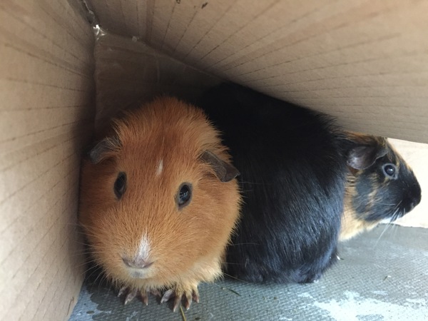 Collecting my piggies today!