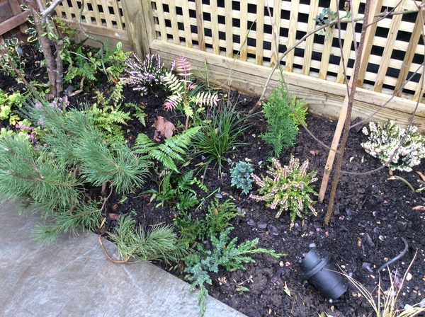 Calling shovetheholly and other gardeners! Help!