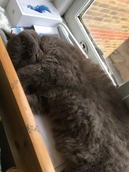 What's your dcat doing today?