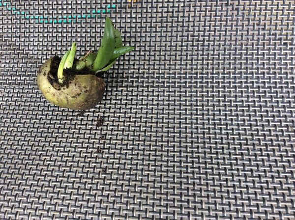 Shady characters - a permanent home for shade garden suggestions!