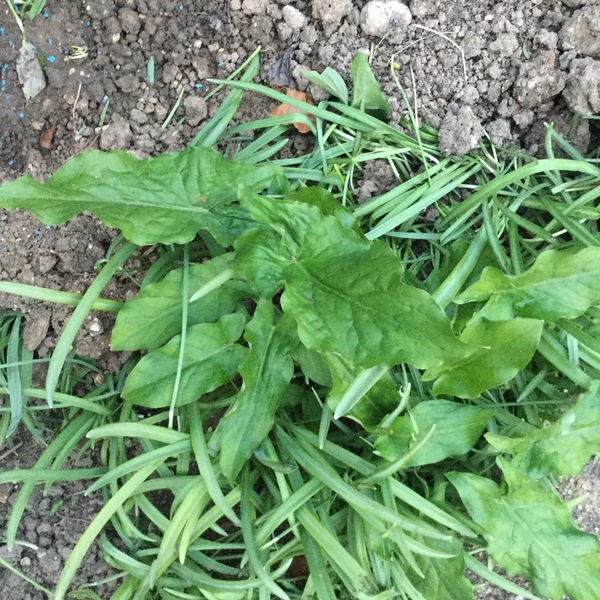 Are these weeds?