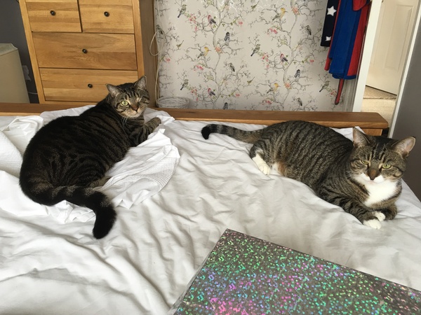 How to choose between two kittens?