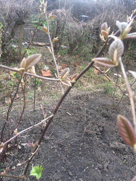 Allotment/Veg Patch - Thread 7 - The Harvesters Arms