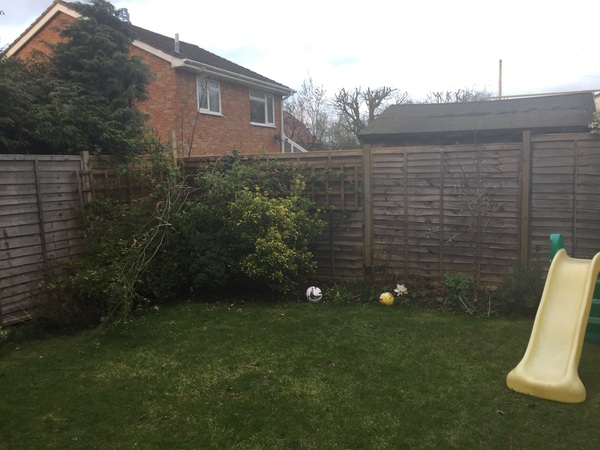 Screening for a small garden to provide instant cover?