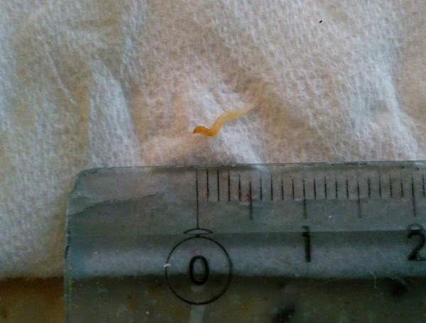 *KLAXON* Look what I just extracted from dd's ear