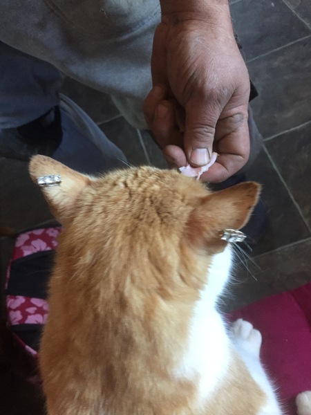 Pussy piercing! Photos added