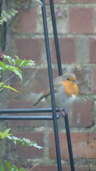 To say hello to a blackbird every evening and feel lovely about it