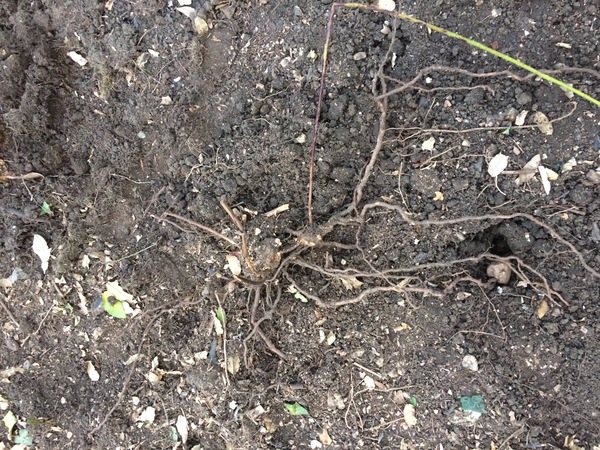 Digging up bramble roots
