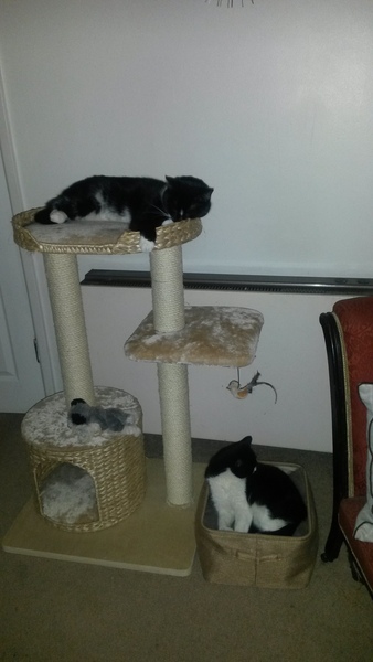 What's your dcat doing today?