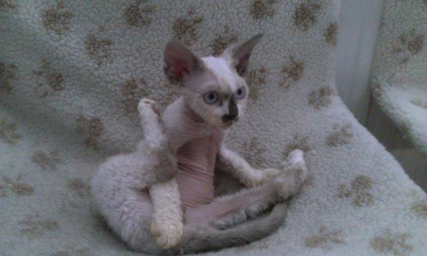 Will I ever get bored of watching my cat wash?