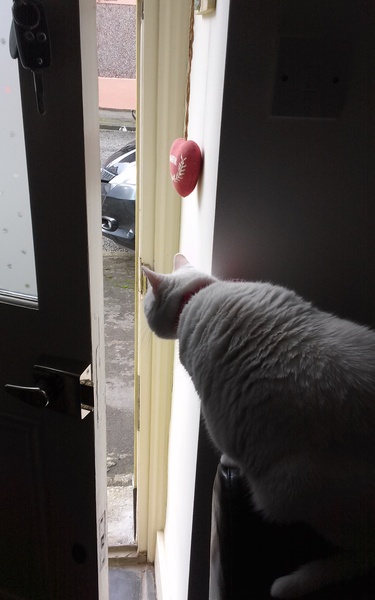 What's your dcat doing today?