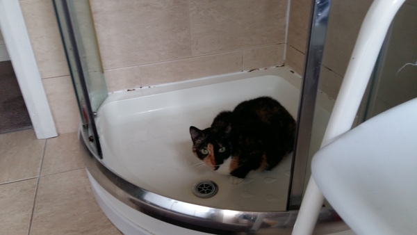 What's your dcat doing today?