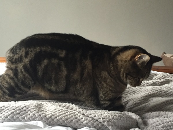 What's your dcat doing today?