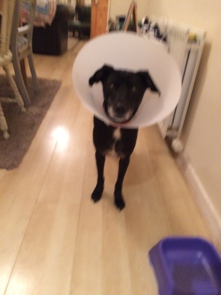 Tell Bought By Many Pet Insurance about your pets’ biggest mishaps - £300 voucher to be won NOW CLOSED
