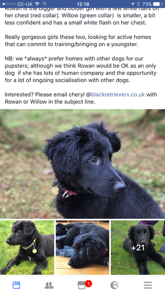 Has anybody had a good experience with a rescue dog?