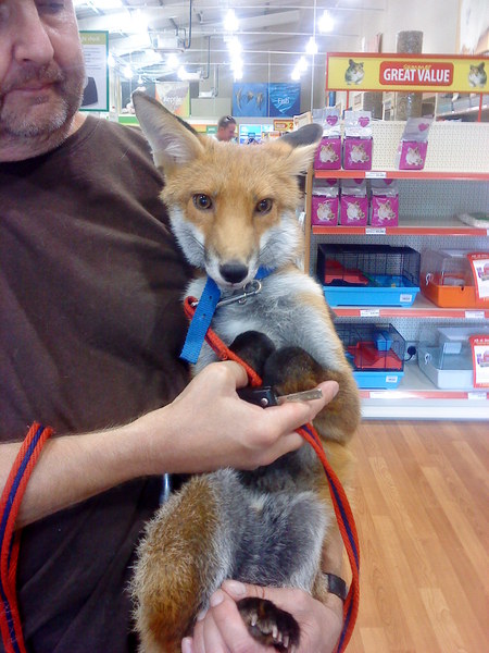 To help a mangy scrap of fox?