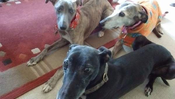 Has anybody had a good experience with a rescue dog?