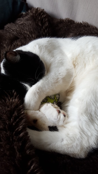 Missing cat - I don't know what to do!