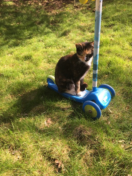 Great cat toy discovered.