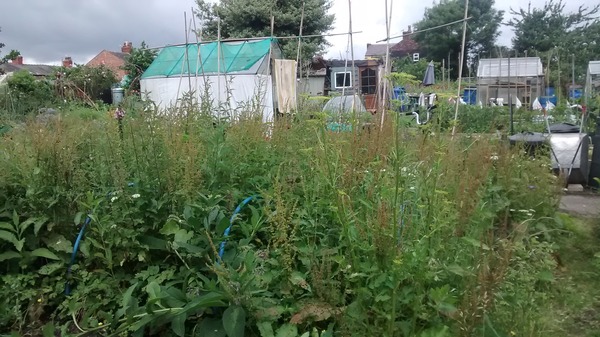 Allotment/Veg Patch - Thread 7 - The Harvesters Arms