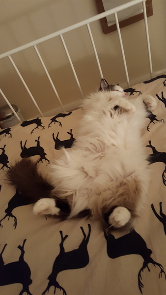 Overweight older kitten