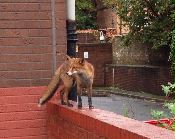 To help a mangy scrap of fox?