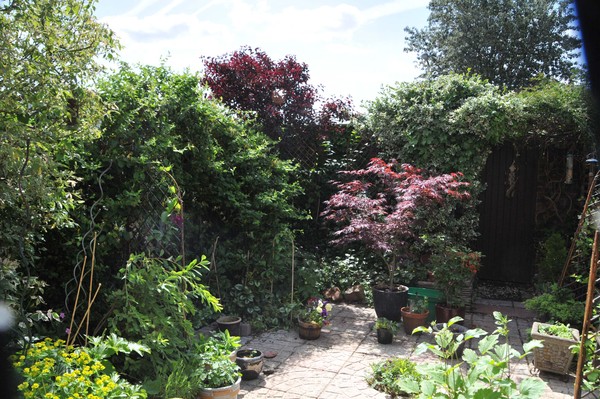Calling shovetheholly and other gardeners! Help!