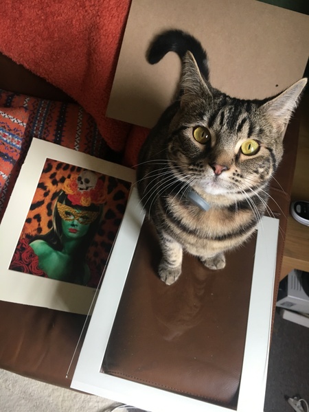 My cat doesn't appreciate art