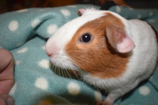 How do you get your Guinea Pigs to like you?
