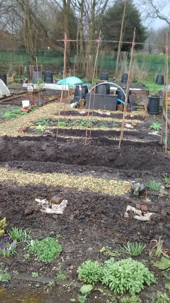 Allotment/Veg Patch - Thread 7 - The Harvesters Arms