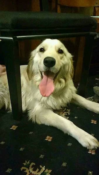 Working from home - with a big dog
