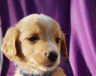 Pros and Cons of Owning a Puppy/Dog