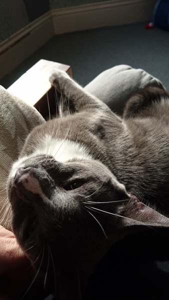 Preventing cats doing Daft / dangerous things!