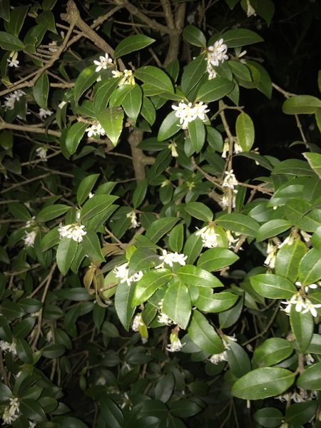 Sweet smelling garden