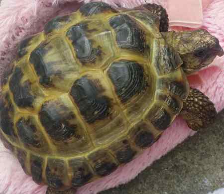 Found Tortoise