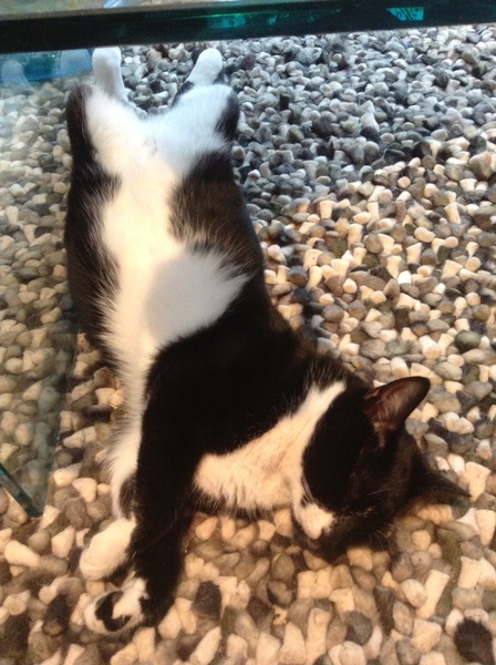 Does your cat sleep like this?