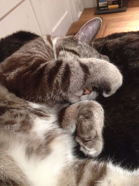 May 2017 #9 3rd trimester!