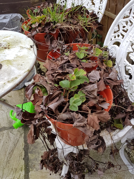 Are my Strawberry plants dead or retrievable?