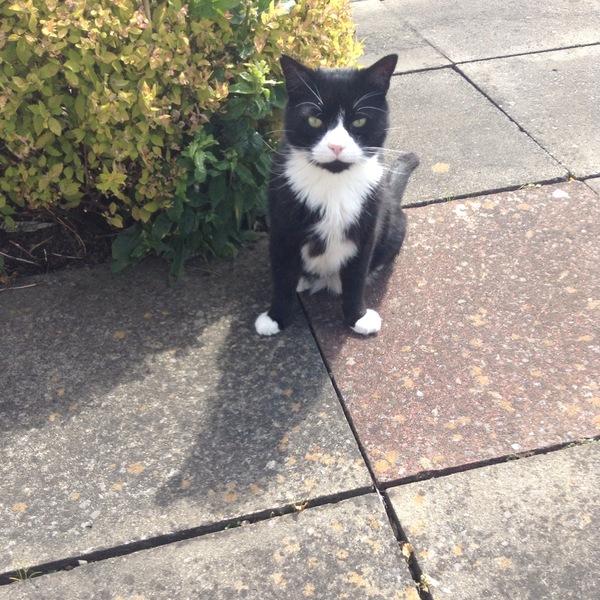 Tell Bought By Many Pet Insurance about your pets’ biggest mishaps - £300 voucher to be won NOW CLOSED