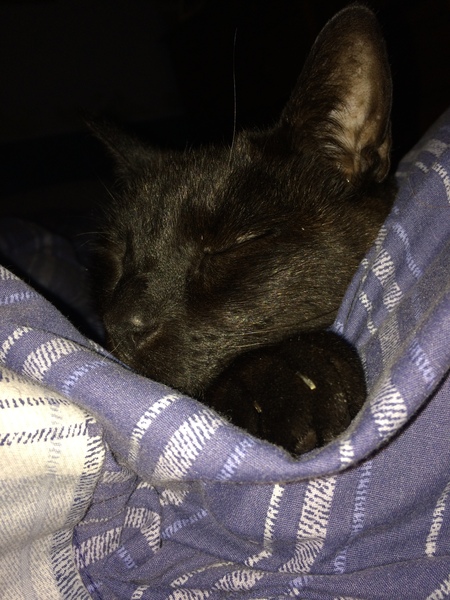 Is this normal behaviour for older cat?