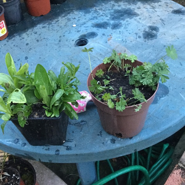 Are these weeds?