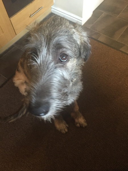 What is our dog crossed with?!