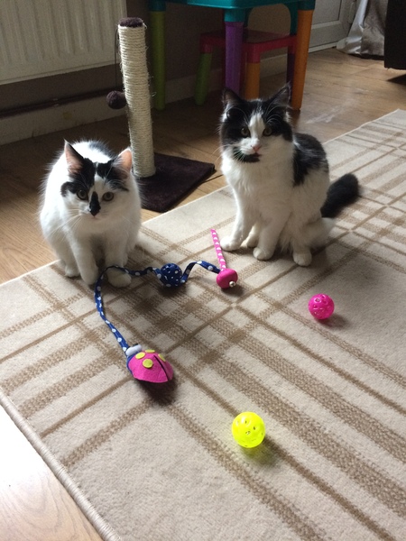 How to choose between two kittens?